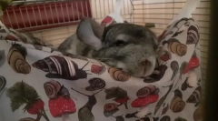 Hogyan kell hívni chinchilla, nevek fiúk és lányok